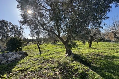 Tomt i Carovigno, Brindisi, Carovigno - € 74 000 | Ref: ca6 - foto 9