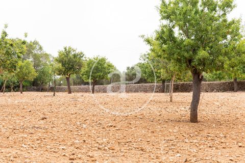 Helårsgrund i Manacor, Mallorca, Manacor - € 390.000 | Ref: VPM2307003 - foto 10