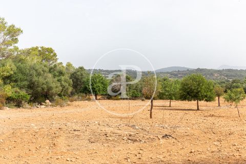 Helårsgrund i Manacor, Mallorca, Manacor - € 390.000 | Ref: VPM2307003 - foto 13
