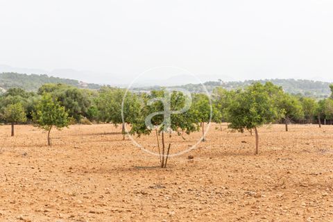 Helårsgrund i Manacor, Mallorca, Manacor - € 390.000 | Ref: VPM2307003 - foto 14