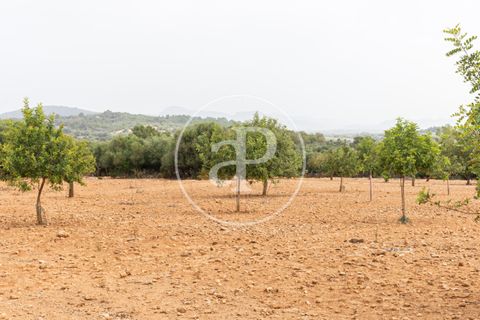 Helårsgrund i Manacor, Mallorca, Manacor - € 390.000 | Ref: VPM2307003 - foto 15