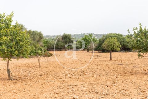 Helårsgrund i Manacor, Mallorca, Manacor - € 390.000 | Ref: VPM2307003 - foto 16