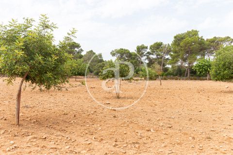 Helårsgrund i Manacor, Mallorca, Manacor - € 390.000 | Ref: VPM2307003 - foto 17