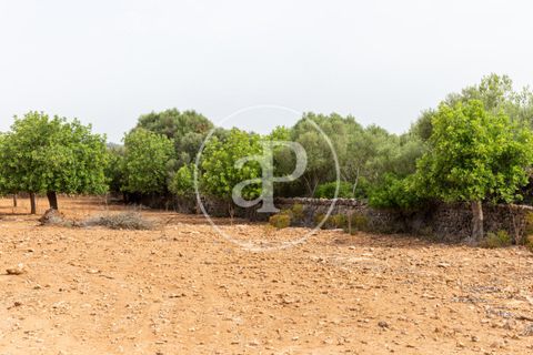Helårsgrund i Manacor, Mallorca, Manacor - € 390.000 | Ref: VPM2307003 - foto 23