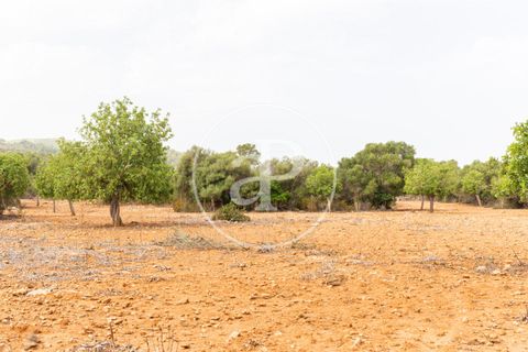 Helårsgrund i Manacor, Mallorca, Manacor - € 390.000 | Ref: VPM2307003 - foto 25