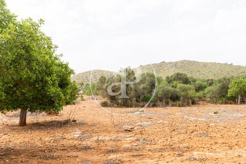 Helårsgrund i Manacor, Mallorca, Manacor - € 390.000 | Ref: VPM2307003 - foto 26