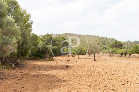 Helårsgrund i Manacor, Mallorca, Manacor - € 390.000 | Ref: VPM2307003 - foto 29