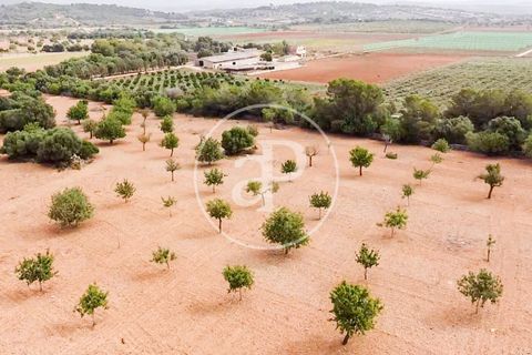 Helårsgrund i Manacor, Mallorca, Manacor - € 390.000 | Ref: VPM2307003 - foto 31