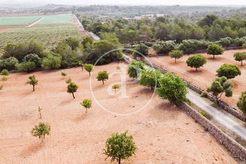 Helårsgrund i Manacor, Mallorca, Manacor - € 390.000 | Ref: VPM2307003 - foto 32
