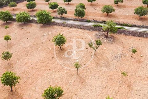 Helårsgrund i Manacor, Mallorca, Manacor - € 390.000 | Ref: VPM2307003 - foto 33