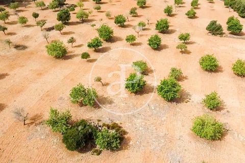Helårsgrund i Manacor, Mallorca, Manacor - € 390.000 | Ref: VPM2307003 - foto 38