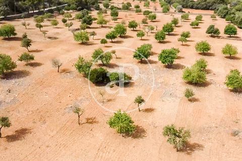 Helårsgrund i Manacor, Mallorca, Manacor - € 390.000 | Ref: VPM2307003 - foto 40