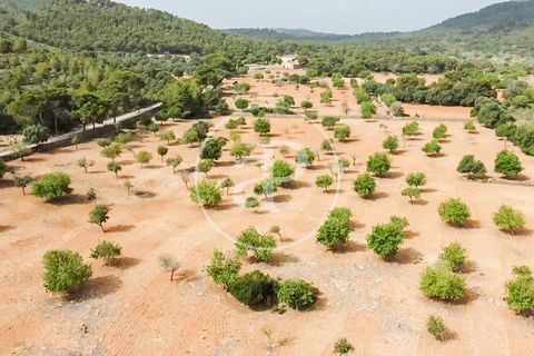 Terra a Manacor, Mallorca, Manacor - € 390.000 | Ref: VPM2307004 - foto 1