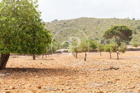 Terra a Manacor, Mallorca, Manacor - € 390.000 | Ref: VPM2307004 - foto 8