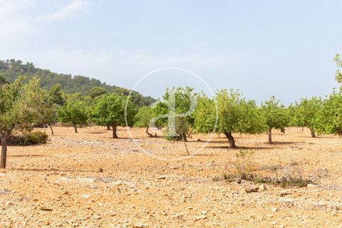 Terra a Manacor, Mallorca, Manacor - € 390.000 | Ref: VPM2307004 - foto 9