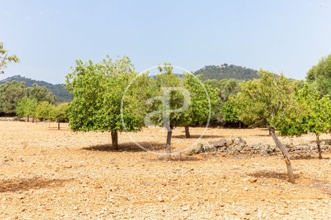 Terra a Manacor, Mallorca, Manacor - € 390.000 | Ref: VPM2307004 - foto 10