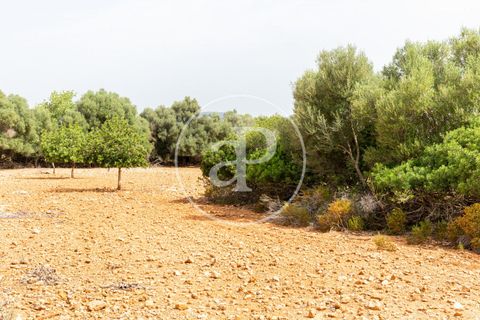 Terra a Manacor, Mallorca, Manacor - € 390.000 | Ref: VPM2307004 - foto 11