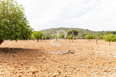 Terra a Manacor, Mallorca, Manacor - € 390.000 | Ref: VPM2307004 - foto 12