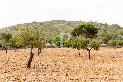 Terra a Manacor, Mallorca, Manacor - € 390.000 | Ref: VPM2307004 - foto 13