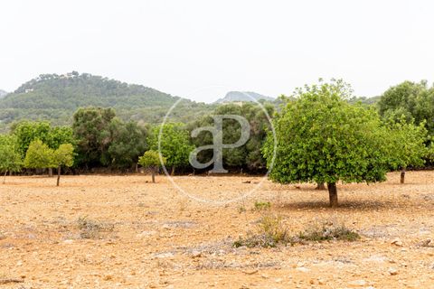 Terra a Manacor, Mallorca, Manacor - € 390.000 | Ref: VPM2307004 - foto 14