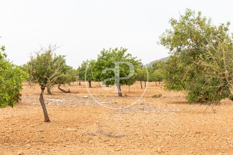 Terra a Manacor, Mallorca, Manacor - € 390.000 | Ref: VPM2307004 - foto 15