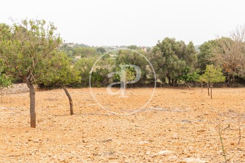 Terra a Manacor, Mallorca, Manacor - € 390.000 | Ref: VPM2307004 - foto 16