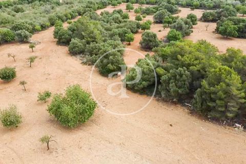 Terra a Manacor, Mallorca, Manacor - € 390.000 | Ref: VPM2307004 - foto 17