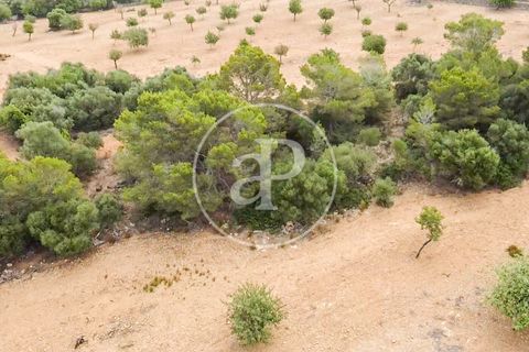 Terra a Manacor, Mallorca, Manacor - € 390.000 | Ref: VPM2307004 - foto 18