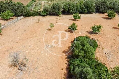 Terra a Manacor, Mallorca, Manacor - € 390.000 | Ref: VPM2307004 - foto 19