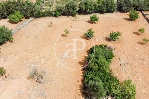 Terra a Manacor, Mallorca, Manacor - € 390.000 | Ref: VPM2307004 - foto 20