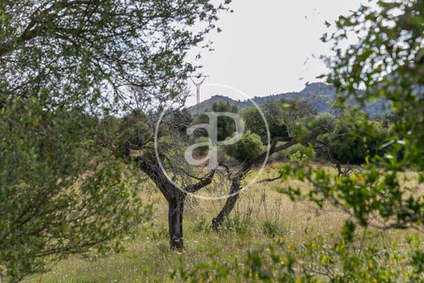 Grond in Arta, Mallorca, Arta - € 3.500.000 | Ref: VPM2405008 - foto 31