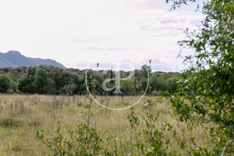 Grond in Arta, Mallorca, Arta - € 3.500.000 | Ref: VPM2405008 - foto 33