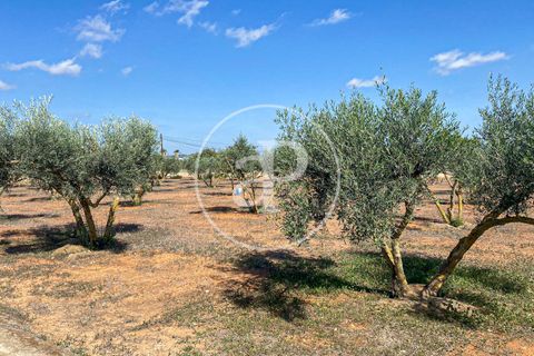 Villa a Llucmajor, Mallorca, Llucmajor - € 10.000/mes | Ref: APMS2410018 - foto 39