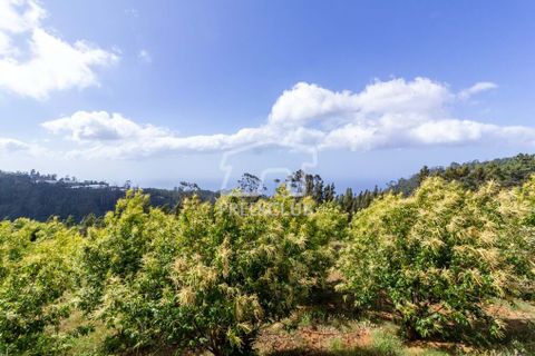 Helårsgrund i Calheta, Madeira, Calheta - € 500.000 | Ref: 8948-JO - foto 3