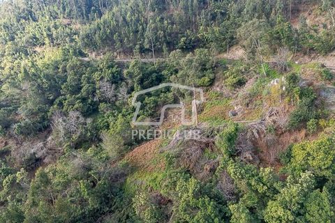 Terra a Ribeira Brava, Madeira, Ribeira Brava - € 285.000 | Ref: 11415-JR - foto 8