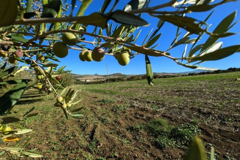 Terra a Valderice, Trapani, Valderice - € 99.500 | Ref: Plot Bella Vista - foto 3