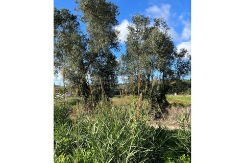 Villa i Bombarral, Leiria, Bombarral - € 550.000 | Ref: SS_0001 - foto 9
