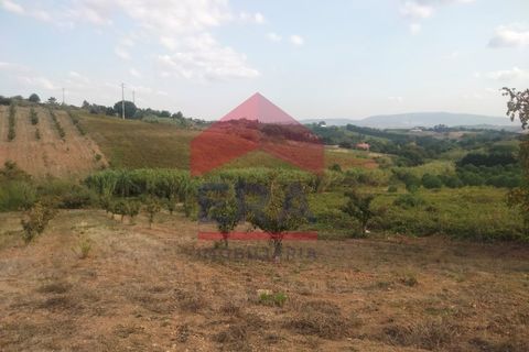 Terra a Carvalhal, Leiria, Carvalhal - € 60.000 | Ref: 130240187 - foto 5