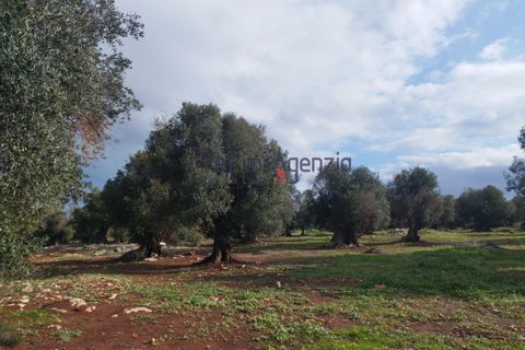 Helårsgrund i Carovigno, Brindisi, Carovigno - € 550.000 | Ref: 122833 - foto 4