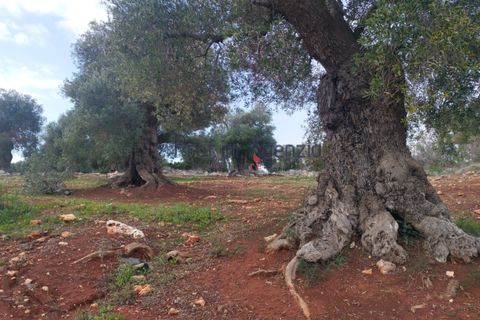 Helårsgrund i Carovigno, Brindisi, Carovigno - € 550.000 | Ref: 122833 - foto 16