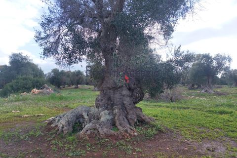 Helårsgrund i Carovigno, Brindisi, Carovigno - € 550.000 | Ref: 122833 - foto 15