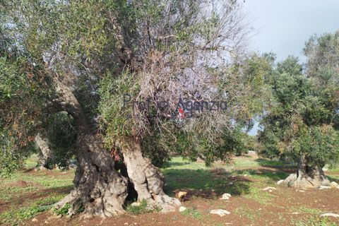 Helårsgrund i Carovigno, Brindisi, Carovigno - € 550.000 | Ref: 122833 - foto 14
