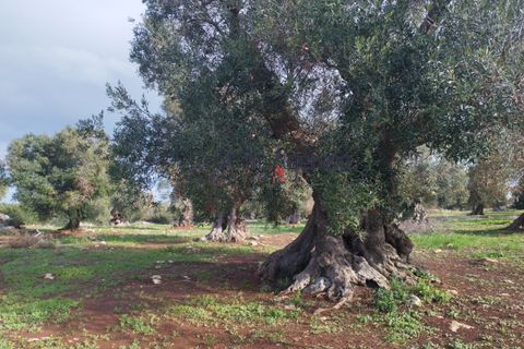 Helårsgrund i Carovigno, Brindisi, Carovigno - € 550.000 | Ref: 122833 - foto 12