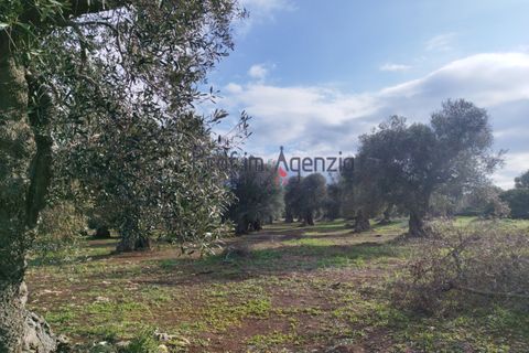 Helårsgrund i Carovigno, Brindisi, Carovigno - € 550.000 | Ref: 122833 - foto 8