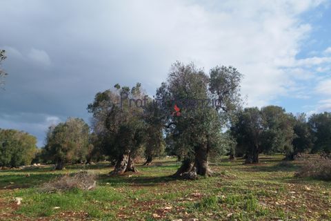Helårsgrund i Carovigno, Brindisi, Carovigno - € 550.000 | Ref: 122833 - foto 10