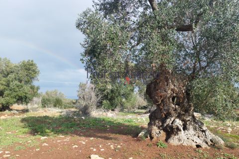 Helårsgrund i Carovigno, Brindisi, Carovigno - € 550.000 | Ref: 122833 - foto 5