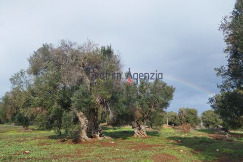 Helårsgrund i Carovigno, Brindisi, Carovigno - € 550.000 | Ref: 122833 - foto 13