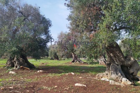 Helårsgrund i Carovigno, Brindisi, Carovigno - € 550.000 | Ref: 122833 - foto 7