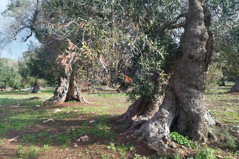 Helårsgrund i Carovigno, Brindisi, Carovigno - € 550.000 | Ref: 122833 - foto 9