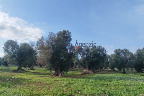 Helårsgrund i Carovigno, Brindisi, Carovigno - € 550.000 | Ref: 122833 - foto 11